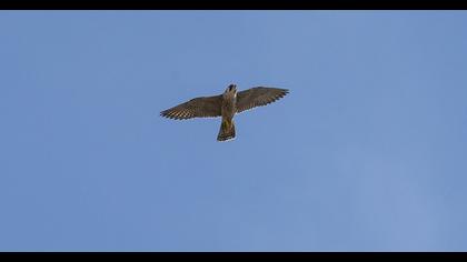 Peregrine Falcon