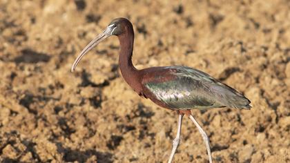 Glossy Ibis
