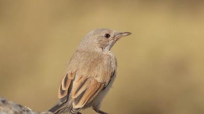 Spectacled Warbler