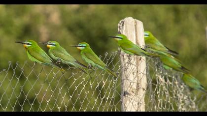 Blue-cheeked Bee-eater