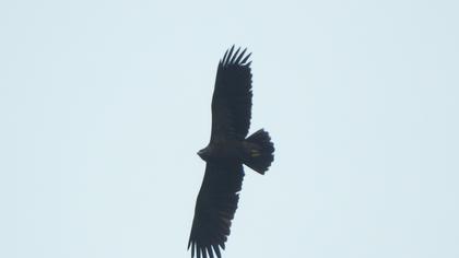 Lesser Spotted Eagle