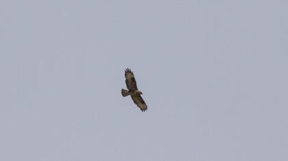 Common Buzzard