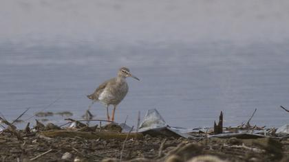 Common Redshank