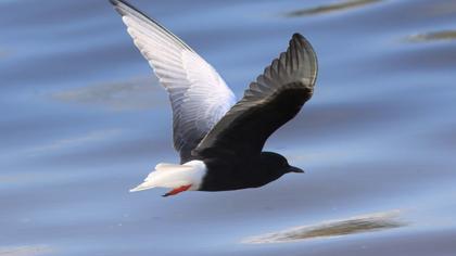 White-winged Tern