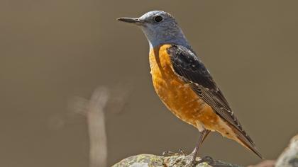 Common Rock Thrush