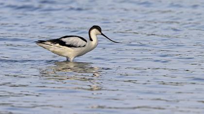 Pied Avocet