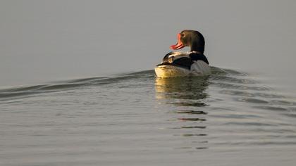 Common Shelduck