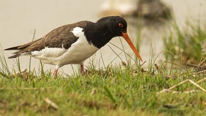 Eurasian Oystercatcher