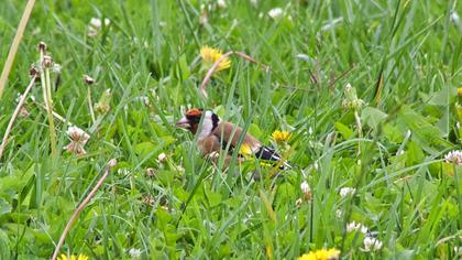 European Goldfinch