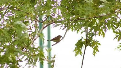 Red-breasted Flycatcher