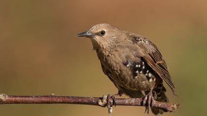 Common Starling