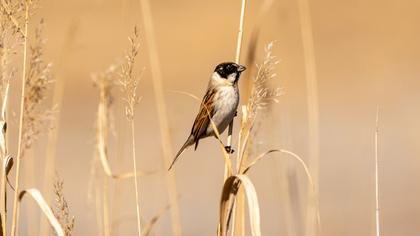 Common Reed Bunting