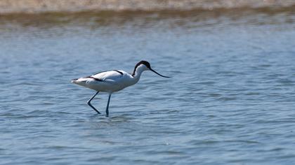 Pied Avocet