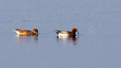 Eurasian Wigeon
