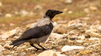 Hooded Crow