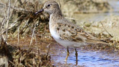 Temminck`s Stint