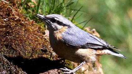 Eurasian Nuthatch