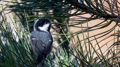 Coal Tit