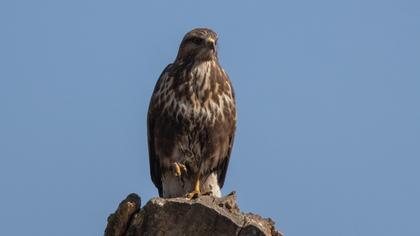 Common Buzzard