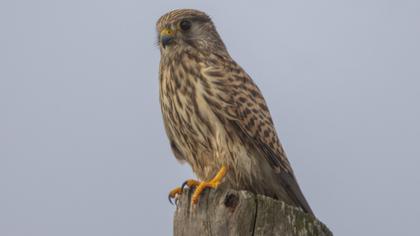 Common Kestrel
