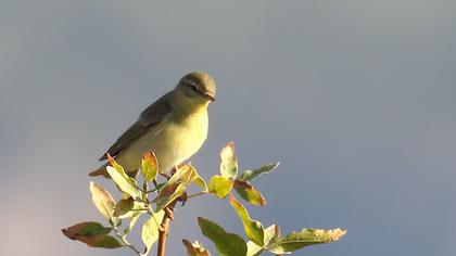 Willow Warbler