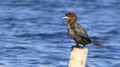 Pygmy Cormorant