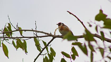 European Goldfinch