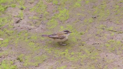 Sedge Warbler