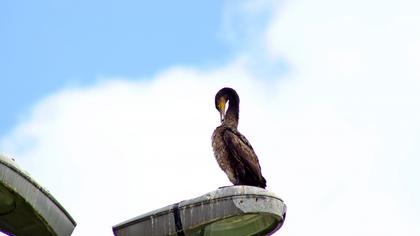 Great Cormorant