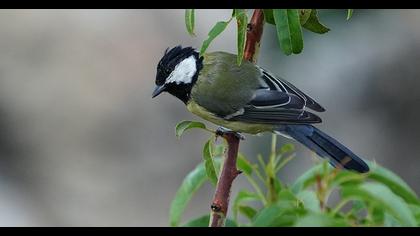 Great Tit