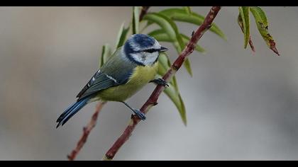 Eurasian Blue Tit