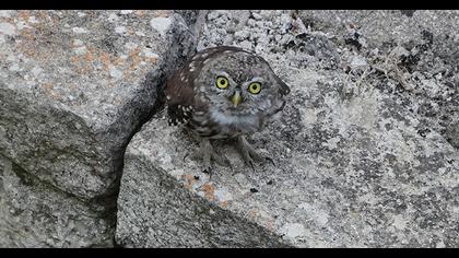 Little Owl