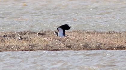 Northern Lapwing