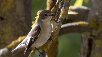 Collared Flycatcher