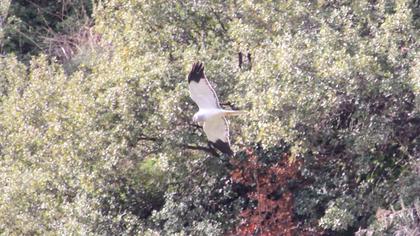 Hen Harrier