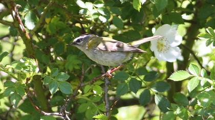 Common Firecrest