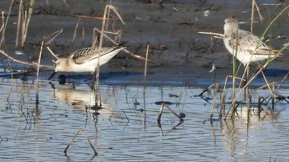 Sanderling