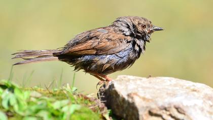 Dunnock