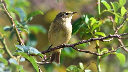 Common Chiffchaff