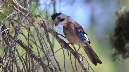 Eurasian Jay