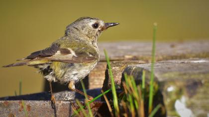 Goldcrest