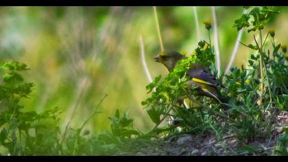European Greenfinch