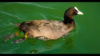 Eurasian Coot