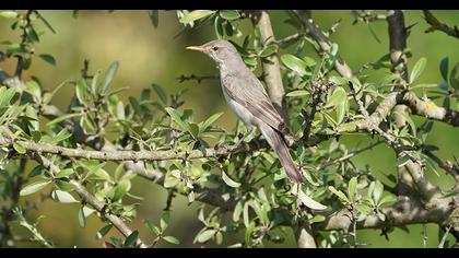 Olive-tree Warbler