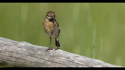 European Stonechat