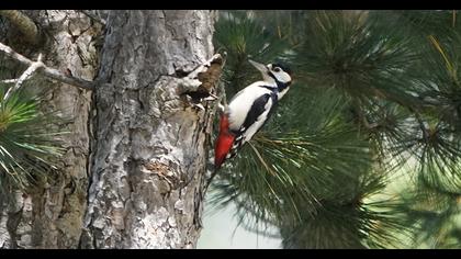 Great Spotted Woodpecker