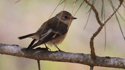Collared Flycatcher