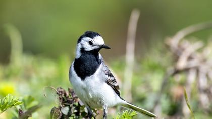 White Wagtail