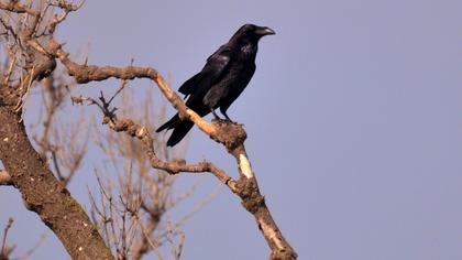 Northern Raven