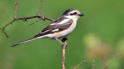Masked Shrike
